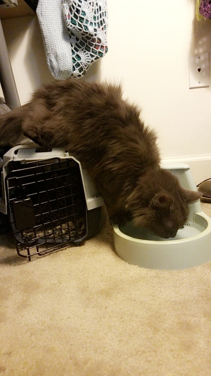пушистый серый кот пьет воду