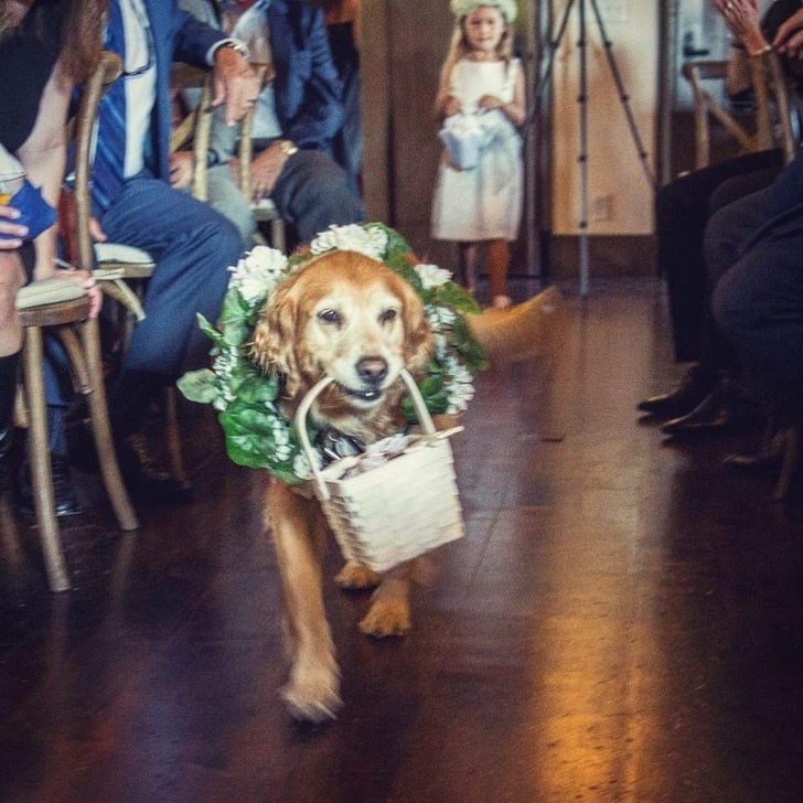 собака на свадьбе