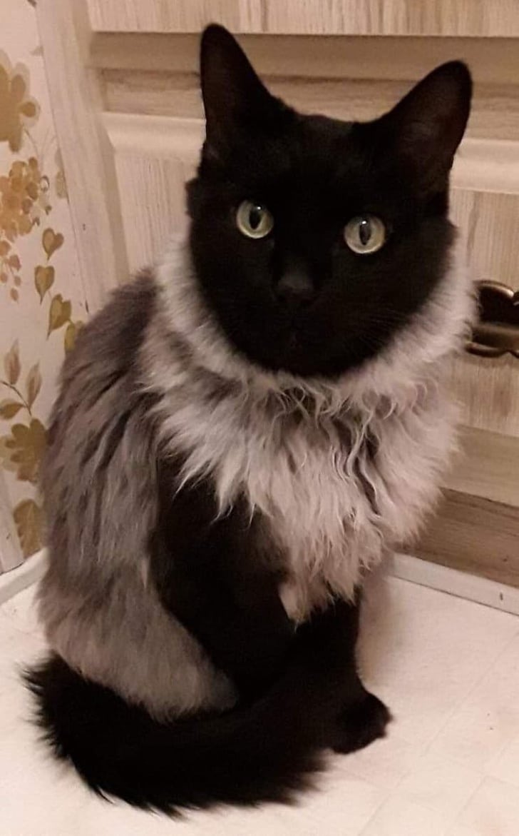 кошка с черными лапами и головой