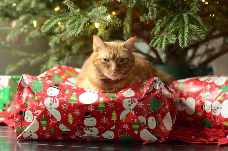 рыжий кот сидит на подарках под елкой