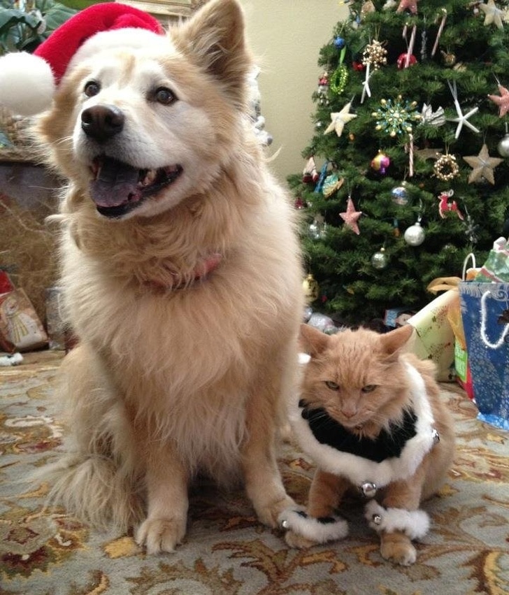 кот и собака возле елки