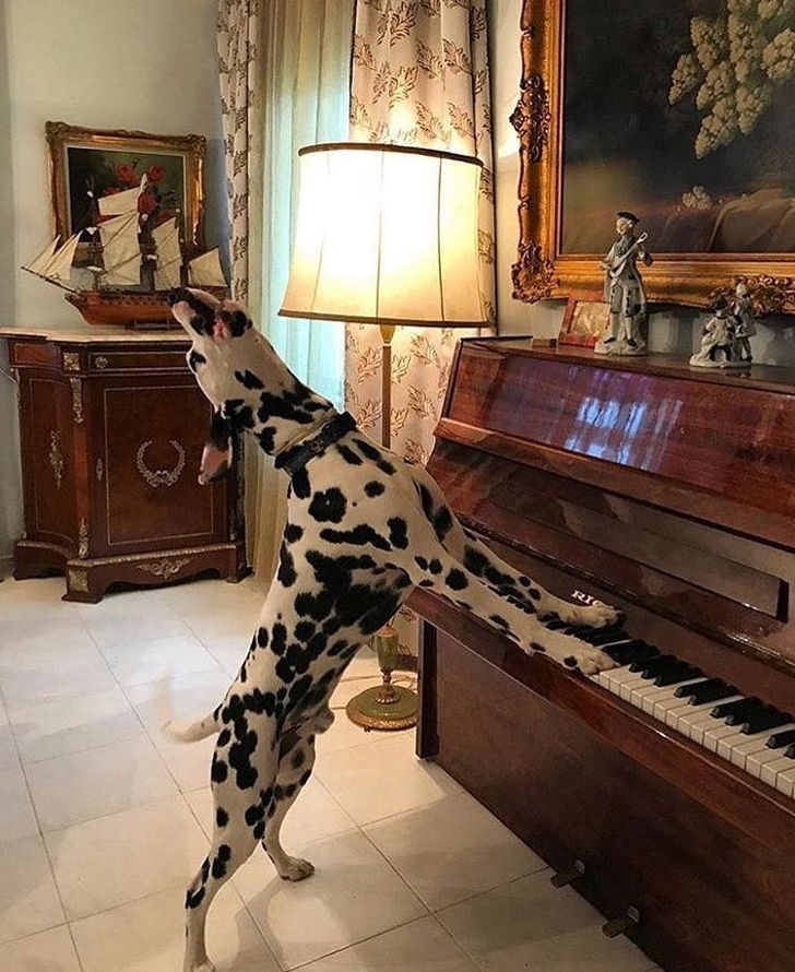 далматинец играет на пианино