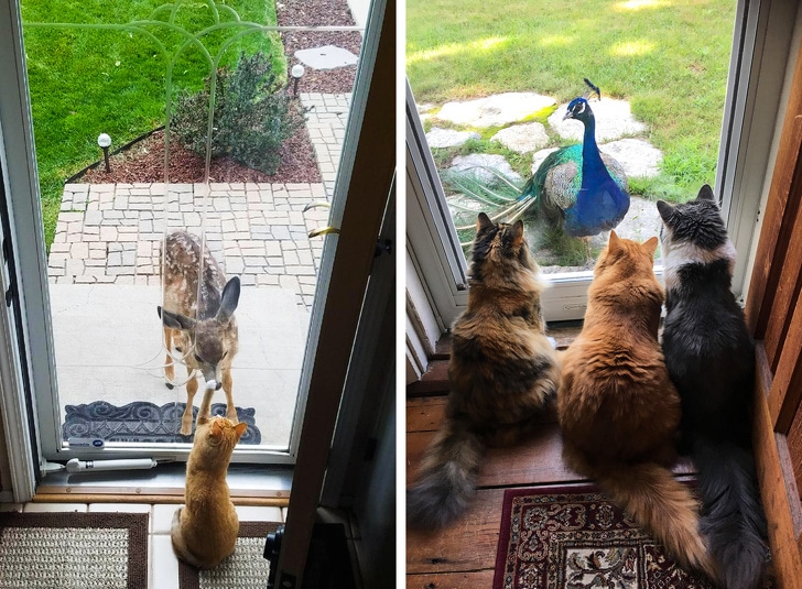 коты сидят у дверей