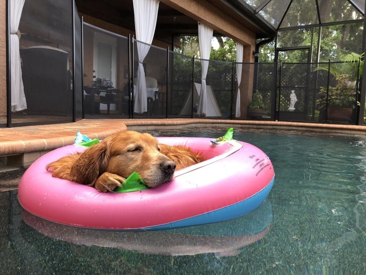 рыжий пес в бассейне на кругу