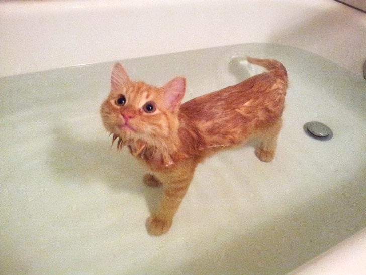 рыжий кот в ванне с водой