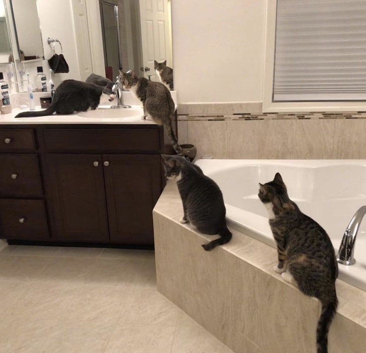 коты в ванной