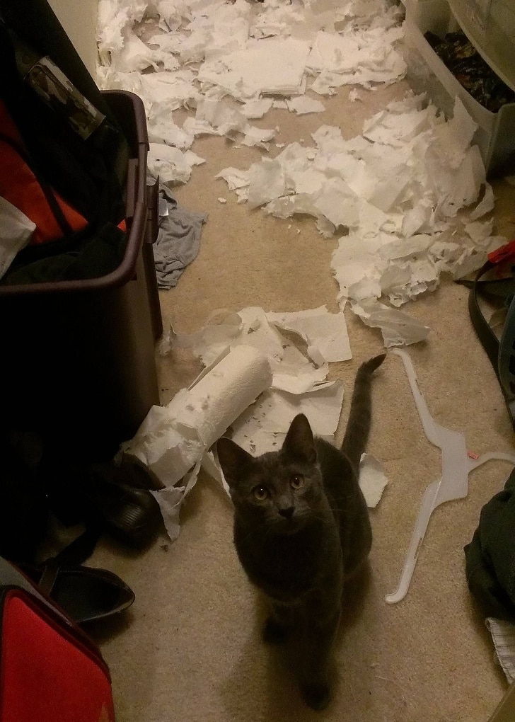 кот и разорванная бумага