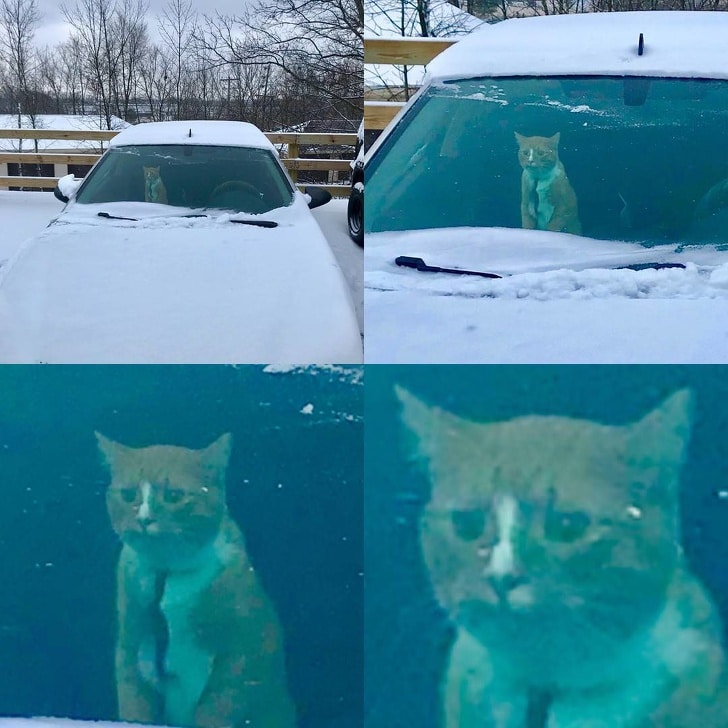 рыжий кот в машине