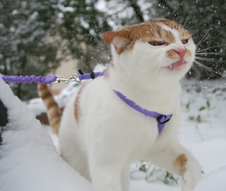 бело-рыжий кот в снегу