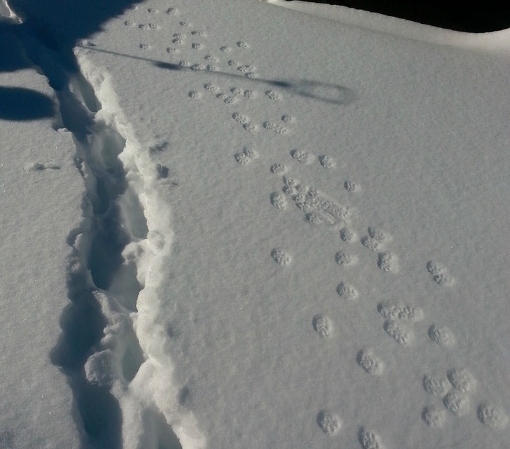 следы котов на снегу