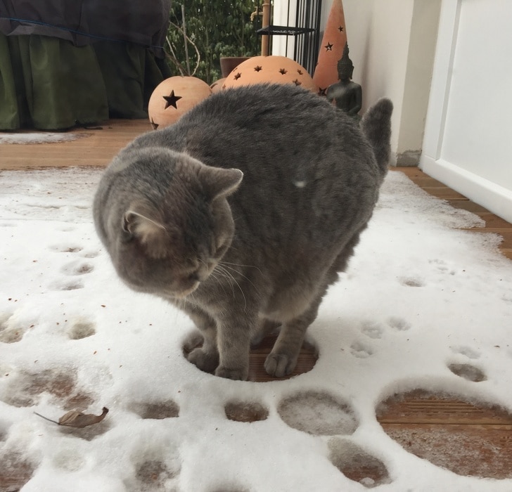 серый кот в снегу