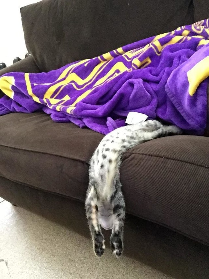 серый кот свисает с дивана