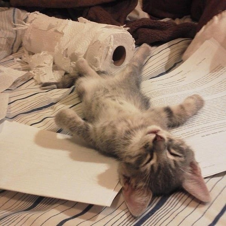 серый котенок спит на разорванном рулоне бумаги