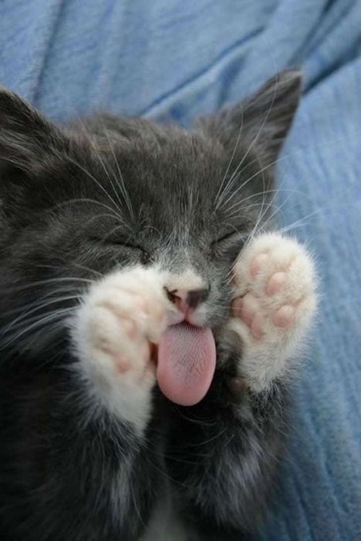 серый котенок спит