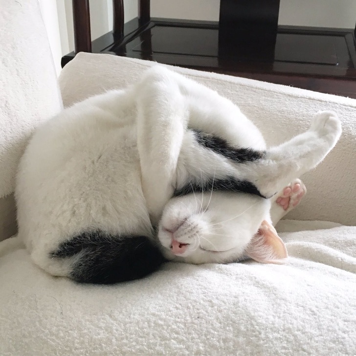 черно-белый кот спит