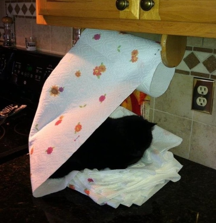 черный кот спит на бумажном полотенце