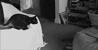 черный кот прыгает на подушку