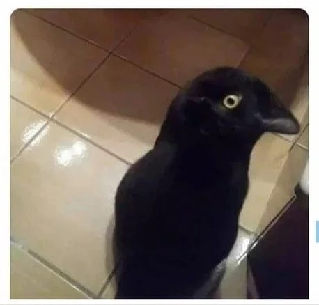 черный кот ворон