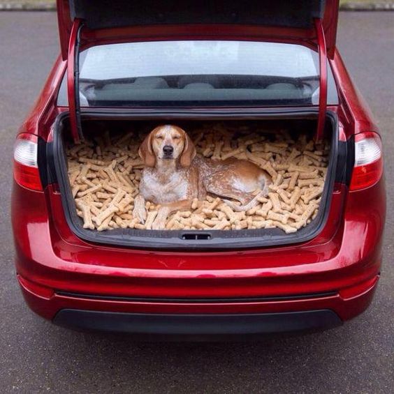собака в багажнике авто