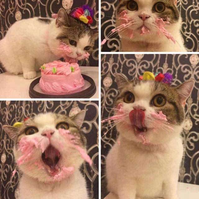 кот ест торт