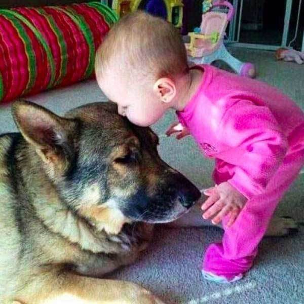ребенок целует собаку