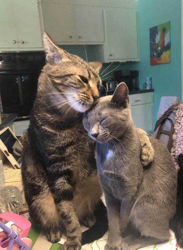 коты обнимаются