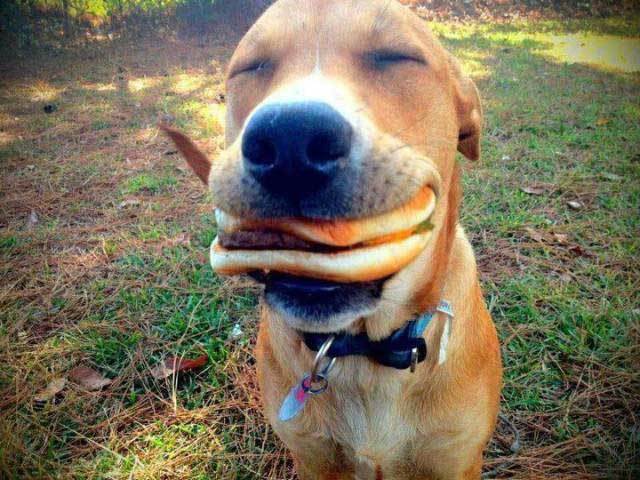 собака с бутербродом в зубах