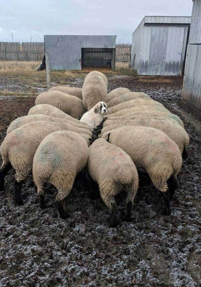 собака внутри стада овец