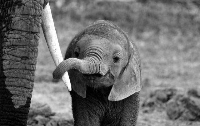 слоненок держится за слониху