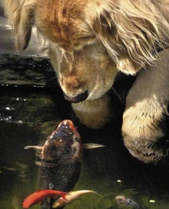 собака смотрит на рыбу в воде