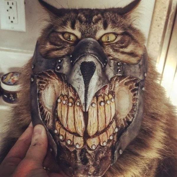 кот в маске