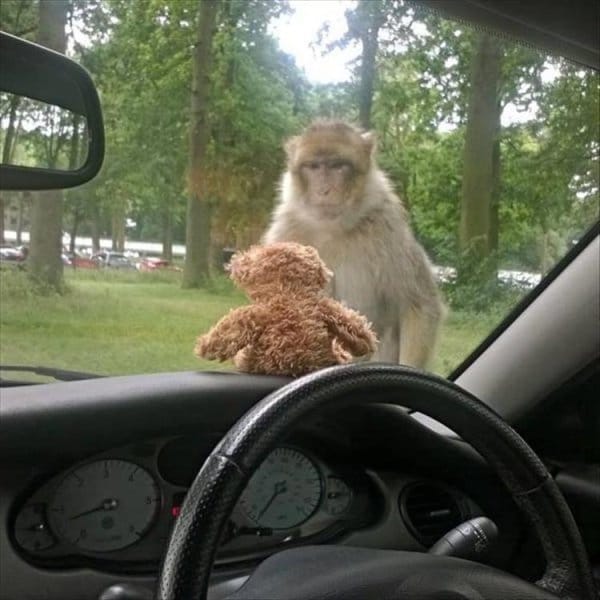 обезьяна смотрит на игрушку в машине