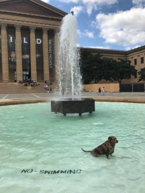 собака гуляет в фонтане
