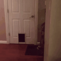 кошка и дверь