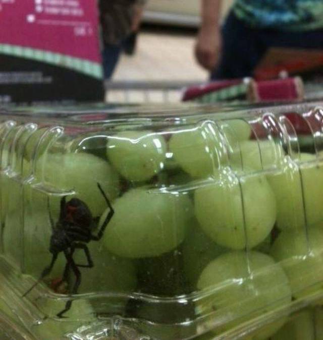 паук в винограде