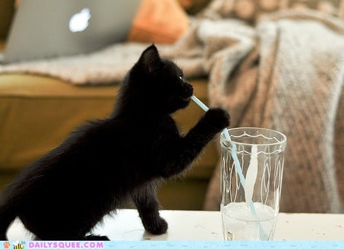 черный котенок пьет через трубочку