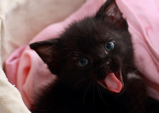 черный котенок зевает