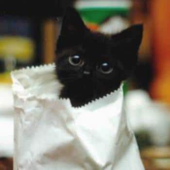 черный котенок в пакете