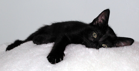 черный кот лежит на одеяле