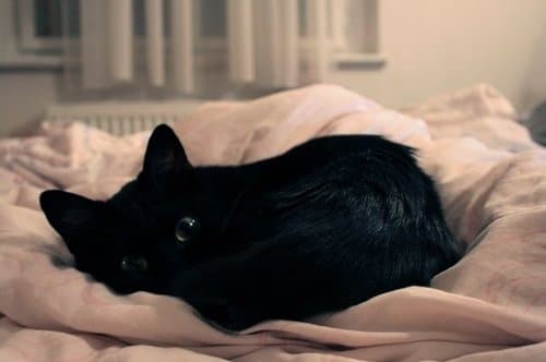 черная кошка лежит клубком