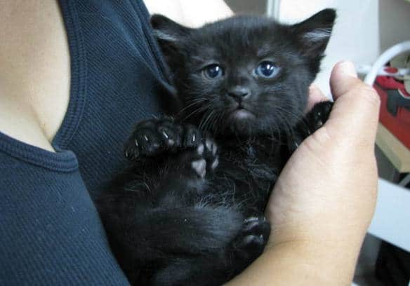черный котенок на руках