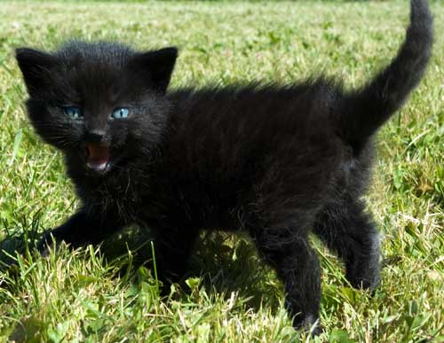 черный котенок с голубыми глазами