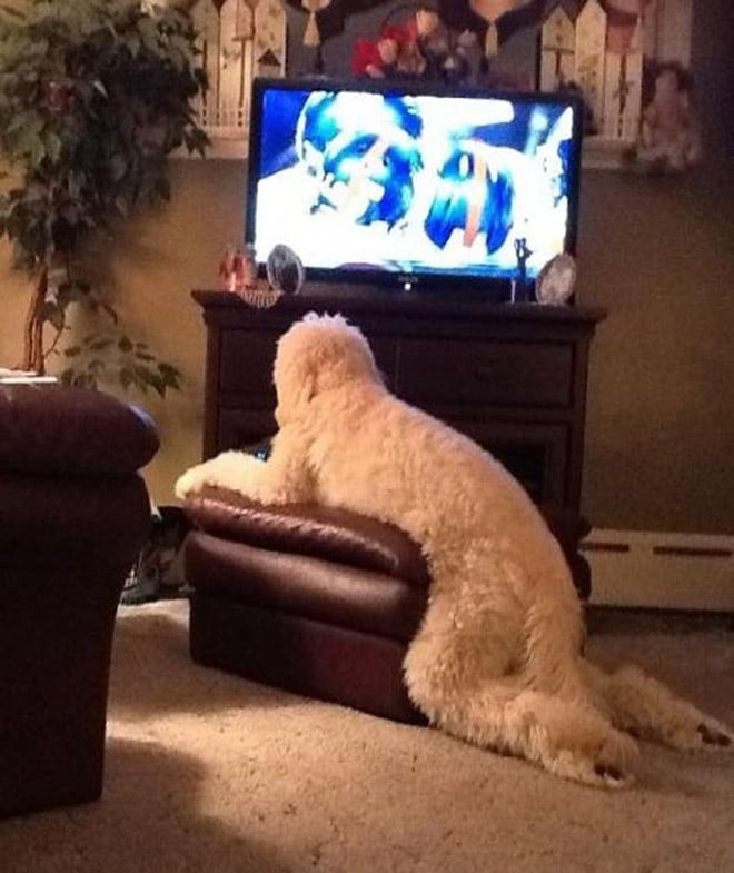 белая собака смотрит телевизор