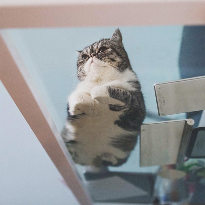 полосатый кот на столе