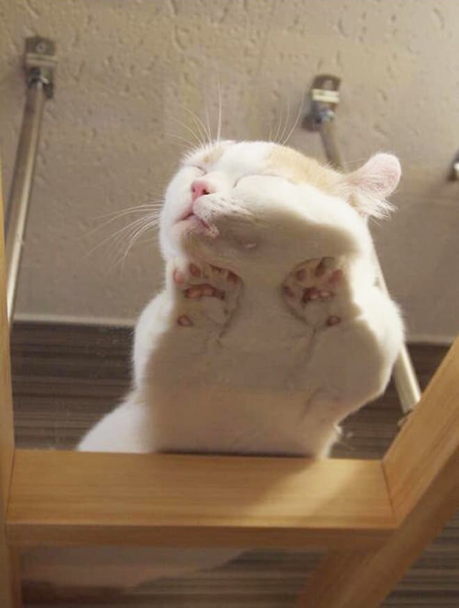рыже-белый кот спит