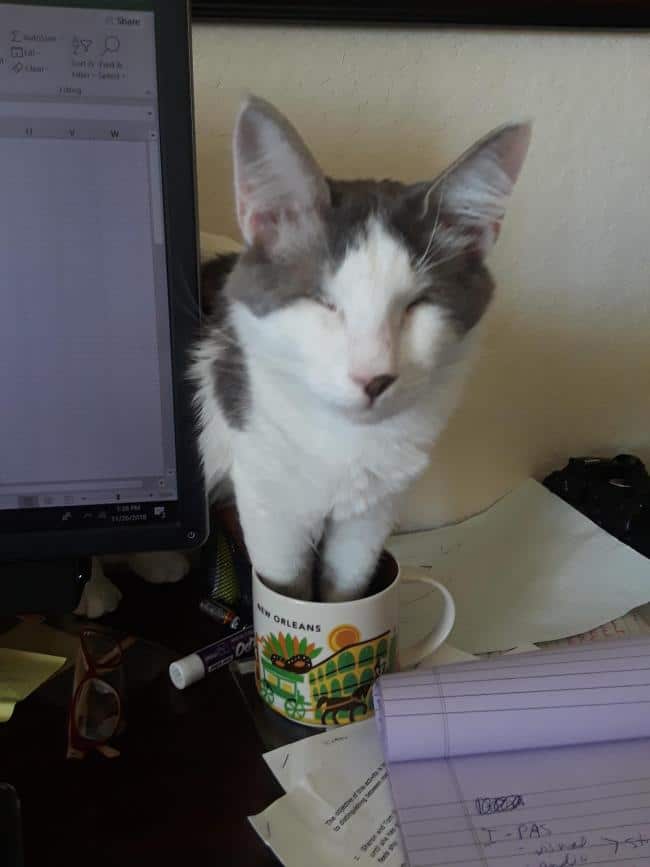 бело-серый кот сидит лапами в чашке