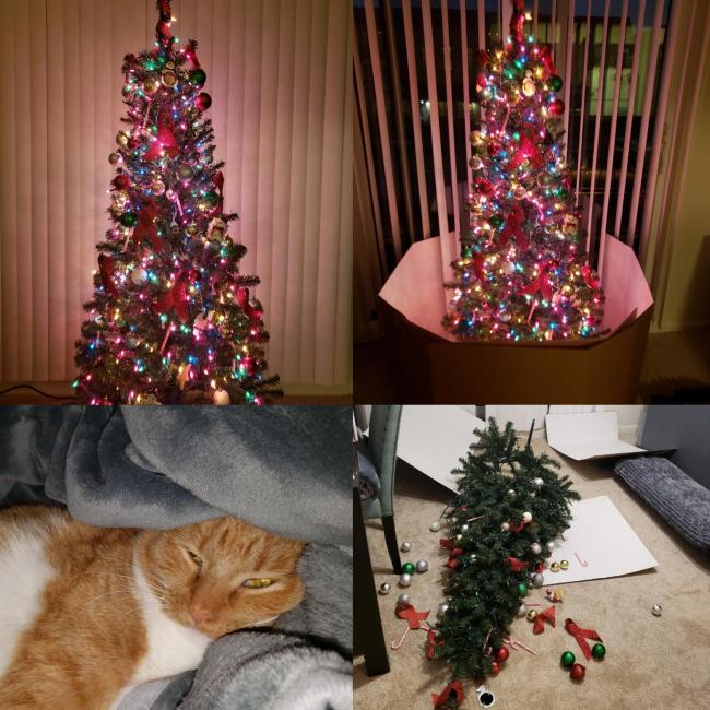 рыжий кот и елка
