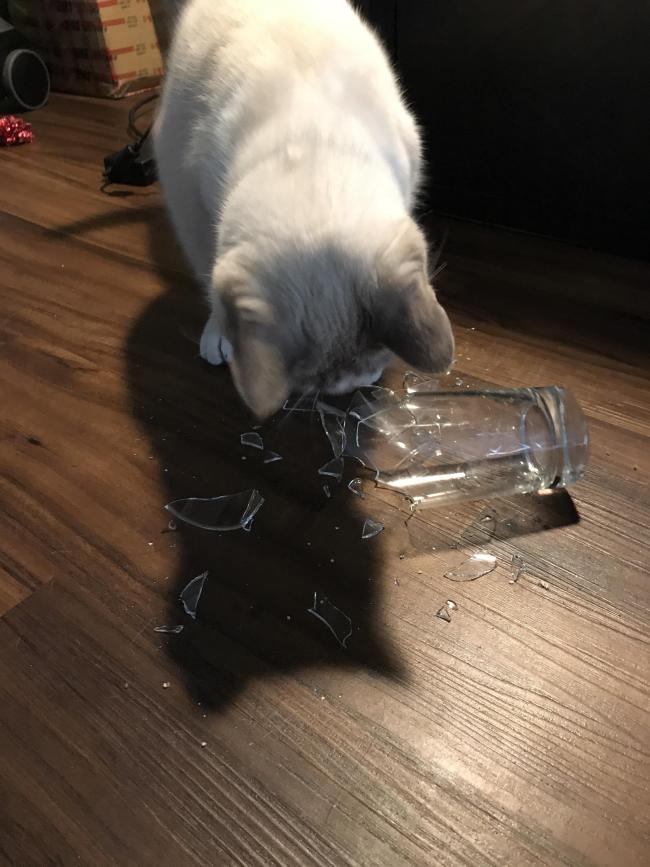 кот нюхает разбитый стакан