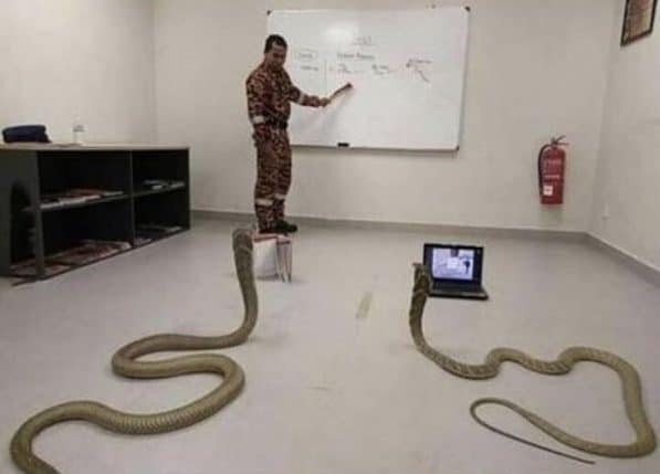 учитель змей