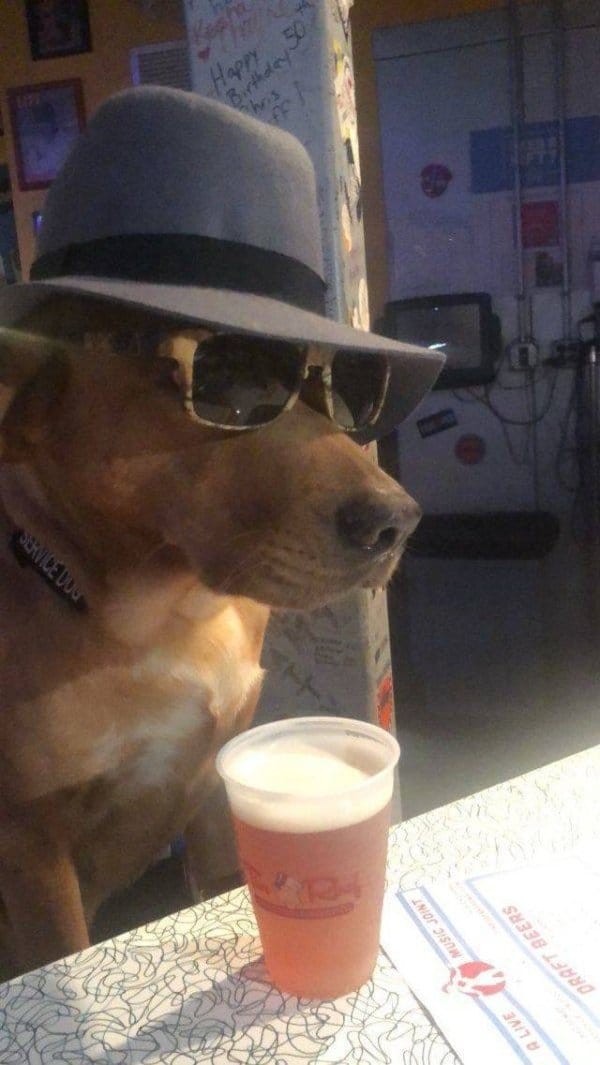 собака в очках и шляпе